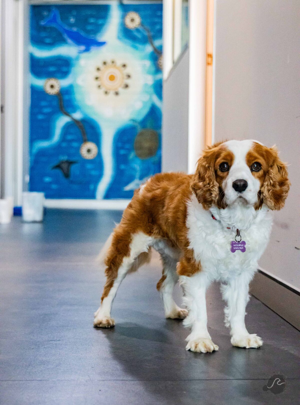 headspace Coffs Harbour Support Dog Paddy in front of Shontae's Mural